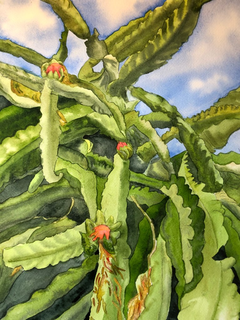 Dragon Fruit Plant, original watercolor, 11-1/2 inches by 16-1/2 inches.