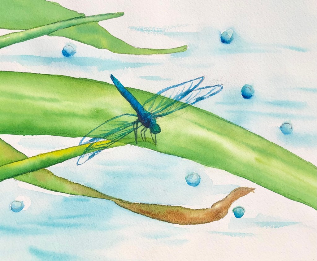Effervescent Dragonfly, original watercolor 9 x 12 inches.