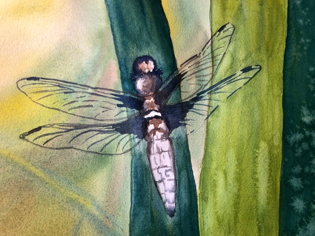 Widen Dragonfly, original watercolor, 9 x12 inches.