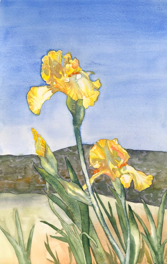 "Yellow Iris", original watercolor 15 x 22 inches, unframed, $200.