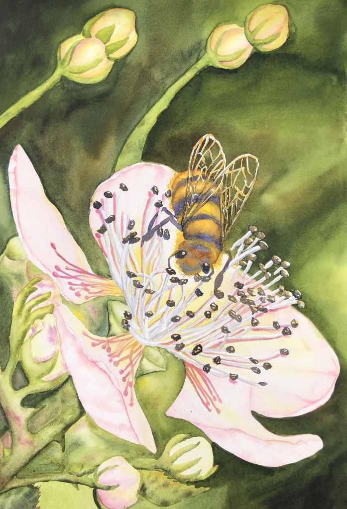 Bee and Blackberry Blossom, original watercolor, 22 x 15 inches.