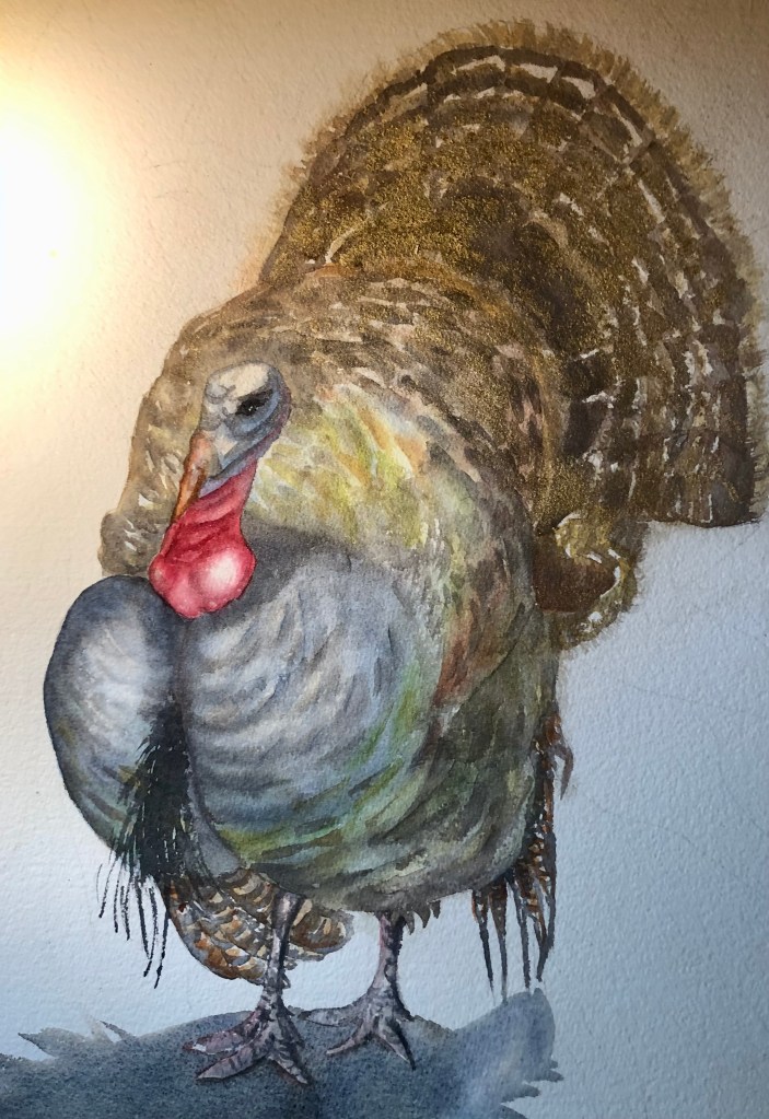 "Wild Turkey", original watercolor, 15 x 11 inches, unframed. $400.00