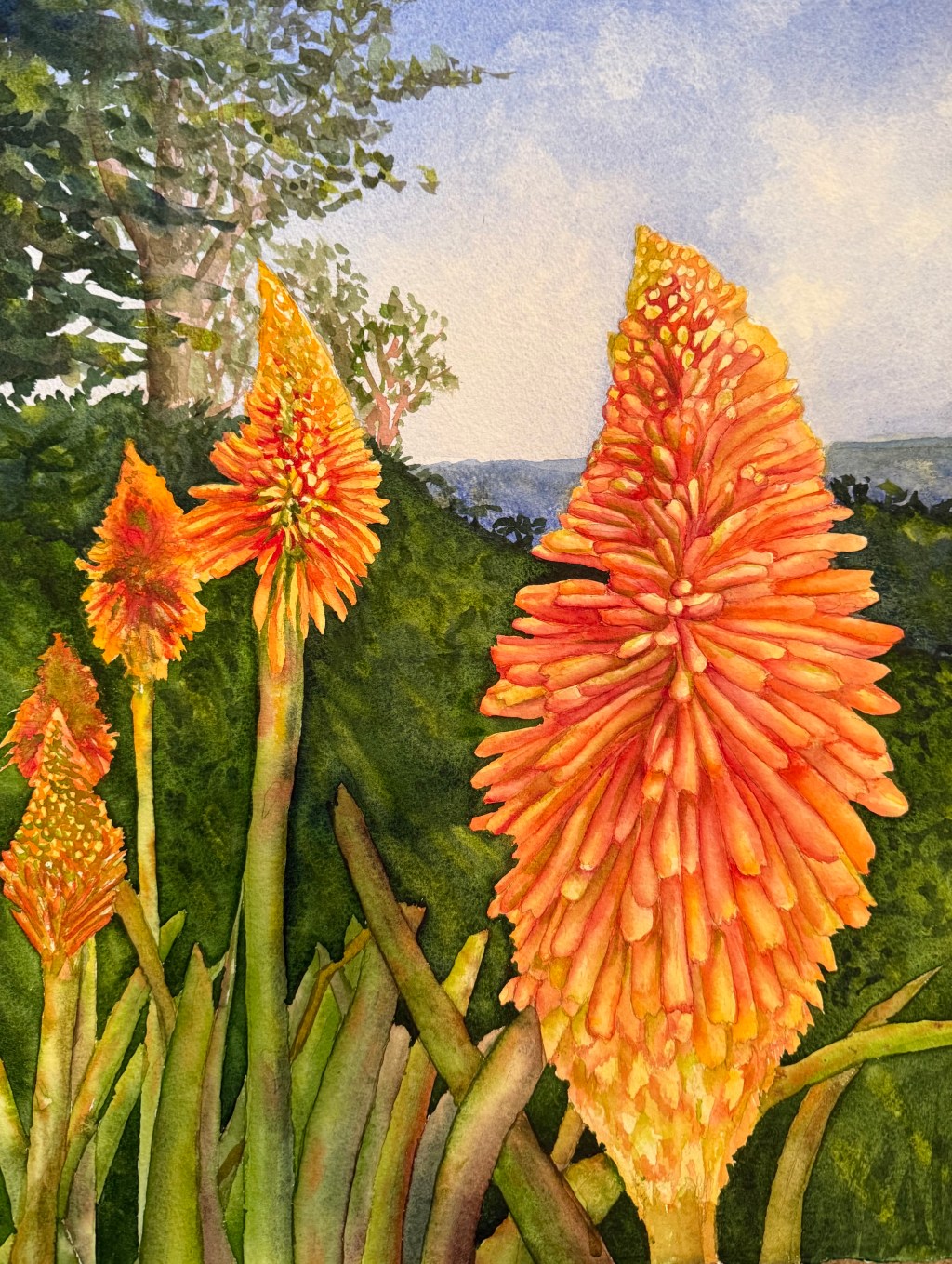 Coastal Red-Hot Pokers