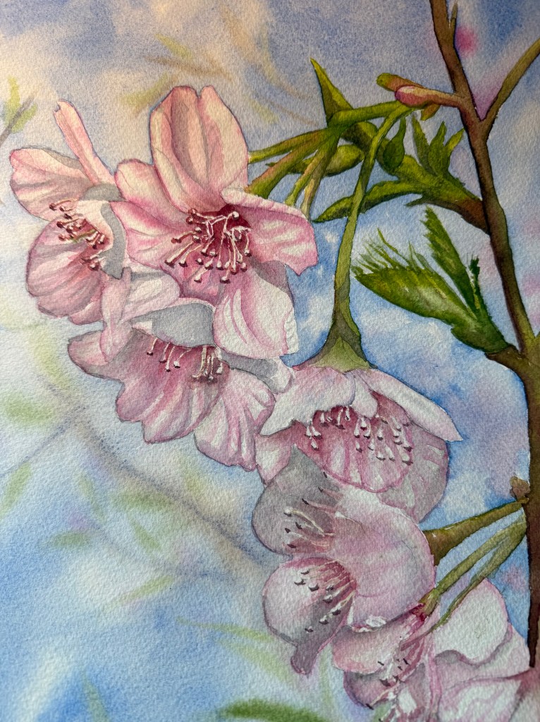 Radiant Cherry Blossom, 15-1/2 x 12 inches unframed watercolor.