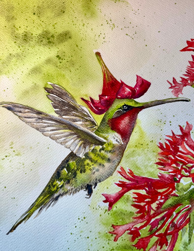 Hummingbird's Hat, original watercolor, 12 x 9 inches, on Fabriano Paper.