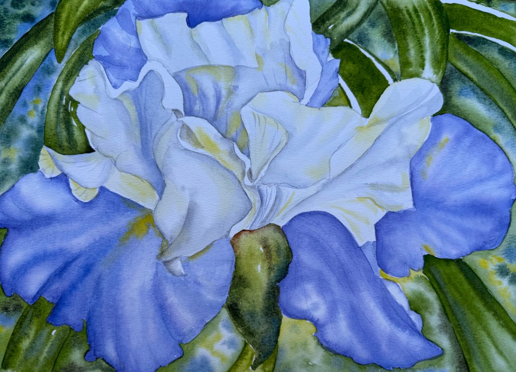 "Lavande Iris", original watercolor, 18 x 22 inches framed, $200.00.