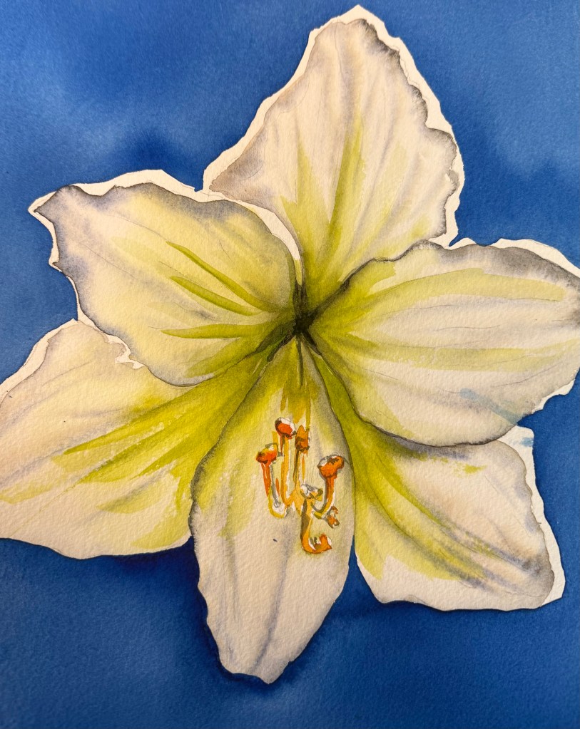 "Bright Amaryllis" original watercolor 11 x15 inches, unframed on Arches paper.